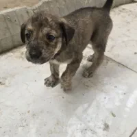 توله سگ نگهبان