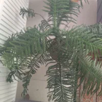 گل کاج مطبق|گل و گیاه طبیعی|ملایر, |دیوار