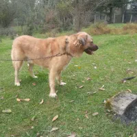 سگ سراب گمشده