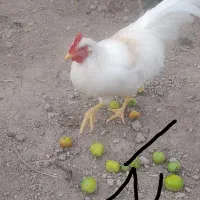 2خروس زیبا به فروش میرسد