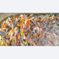 ماهی کوی آب سرد استخری و آبگرم آکواریومی|ماهی|نجف‌آباد, فاز ۲ شهرک آزادگان|دیوار