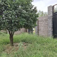 زمین مسکونی ۶۲۰ متری سند تک برگ و پروانه ساخت|فروش زمین و ملک کلنگی|رشت, گلسار|دیوار