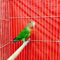 کتوله برزیلی