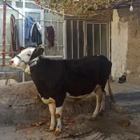 گاوسیمینتال اصیل ابستن