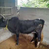 فروش تشک