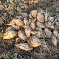 فروش چغندر