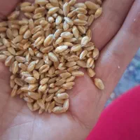 گندوم آبی 2تن