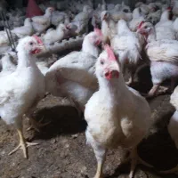 فروش مرغ پرکنده روز