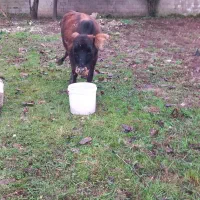 فروش ۲عددلیشه،یک عددنر|حیوانات مزرعه|گوراب زرمیخ, |دیوار