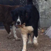 قدرجونی|سگ|اصفهان, درب کوشک|دیوار