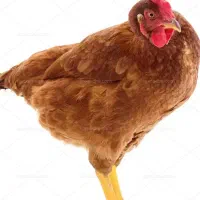 حیوانات|حیوانات مزرعه|زاغه, |دیوار