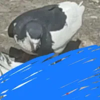 کبوتر