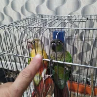 گرینچیک نر و ماده دستی رام رام