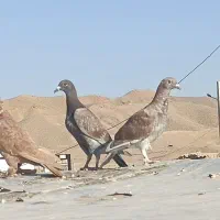 کفتر ساتن و کفتر راعبی