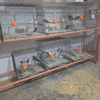 فنج بنگالی وگلدین