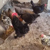 مرغ و خروس|حیوانات مزرعه|ساوه, |دیوار