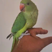 جوجه طوطی ملنگو نر