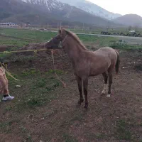 کره اسب