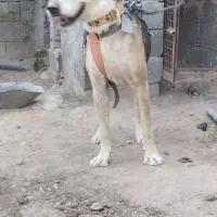 سگبراینگهبانی|سگ|دشتابی, |دیوار