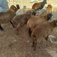 8عددبره نر هترو همه گله کرد|حیوانات مزرعه|بجنورد, |دیوار