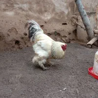 خروس برهما اصل