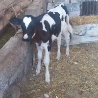 گوساله ماده جنس هلشتاین