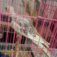 حراج ۶ تا عروس هلندی با قفس فقط 3500 معاوضه دارم|حراج|علیآباد کتول, |دیوار