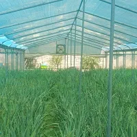 سازه گلخانه گالوانیزه جوشی کیفیت برتر|مصالح و تجهیزات ساختمان|سیاخ دارنگون, |دیوار