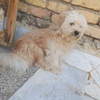 سگ شیتز تری باادب