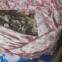 پشم گوسفند اعلا