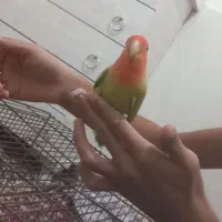 کوتوله|پرنده|طبس, |دیوار