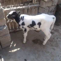 گاو گوساله نر