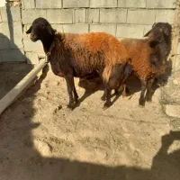 میش شیشک افشاری|حیوانات مزرعه|بن, |دیوار