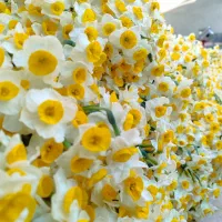 پخش عمده گل نرگس به شهرستان|گل و گیاه طبیعی|شیراز, کاراندیش|دیوار