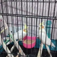 دوعددعروس هلندی|پرنده|سبزوار, پیام|دیوار