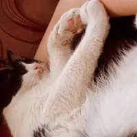 واگذاری گربه