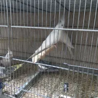 فروش عروس هلندی بالغ و جفت مولد|پرنده|هشتگرد, مدرس|دیوار