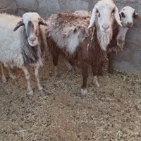 دوعدد میش زایده|حیوانات مزرعه|سرایان, |دیوار