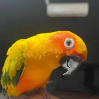 پرنده سرای اطرا