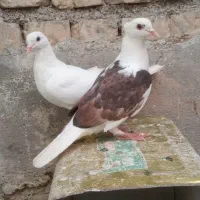 کبوتر|پرنده|اردل, |دیوار