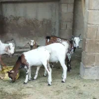 نری شهری|حیوانات مزرعه|قشم, |دیوار