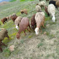 گوسفند مغان