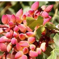 فروش-پسته-ده-ساله