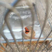 سهره کرمونی جوجه بزرگ شده زیر دهنی|پرنده|شیراز, انجیر|دیوار