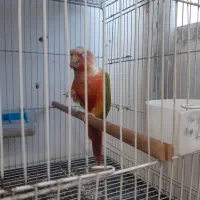 جفت گرینچیک مولد