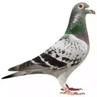 جوجه پلاکی دوخط