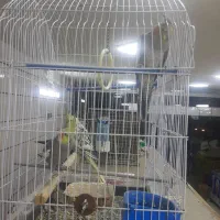 ۳عدد عروس هلندی باقفس ۲تومن