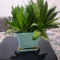 گل سانسوری پا کوتاه