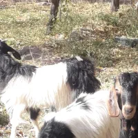 بزغاله جوان۳تا۵میلیون