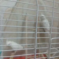 عروس هلندی آلبینیو|پرنده|مشهد, کارمندان دوم|دیوار